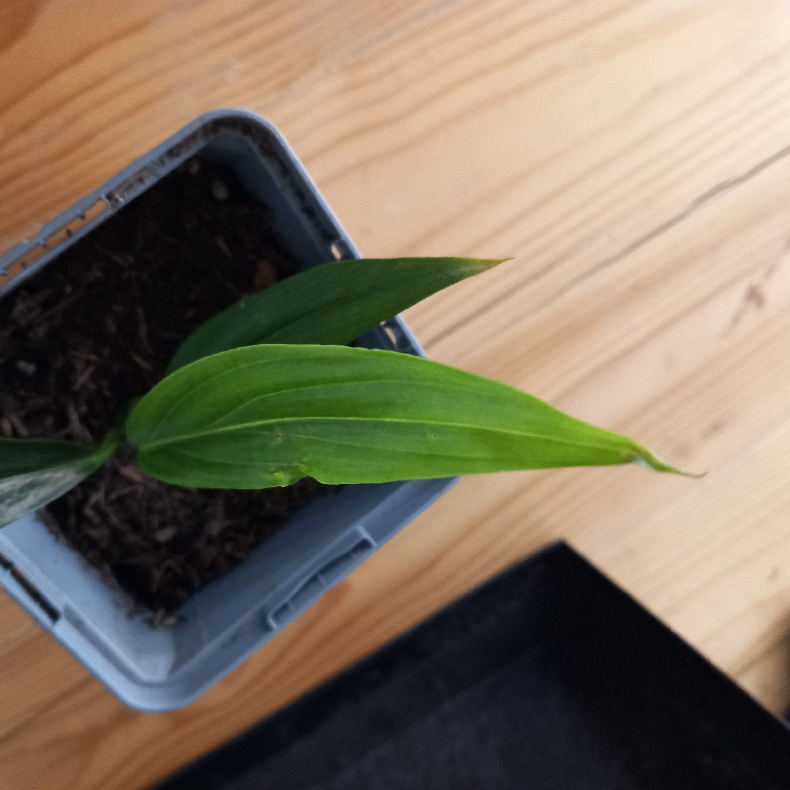 epipremnum amplissimum stek nr 48, Ophalen of Verzenden, Halfschaduw, Minder dan 100 cm