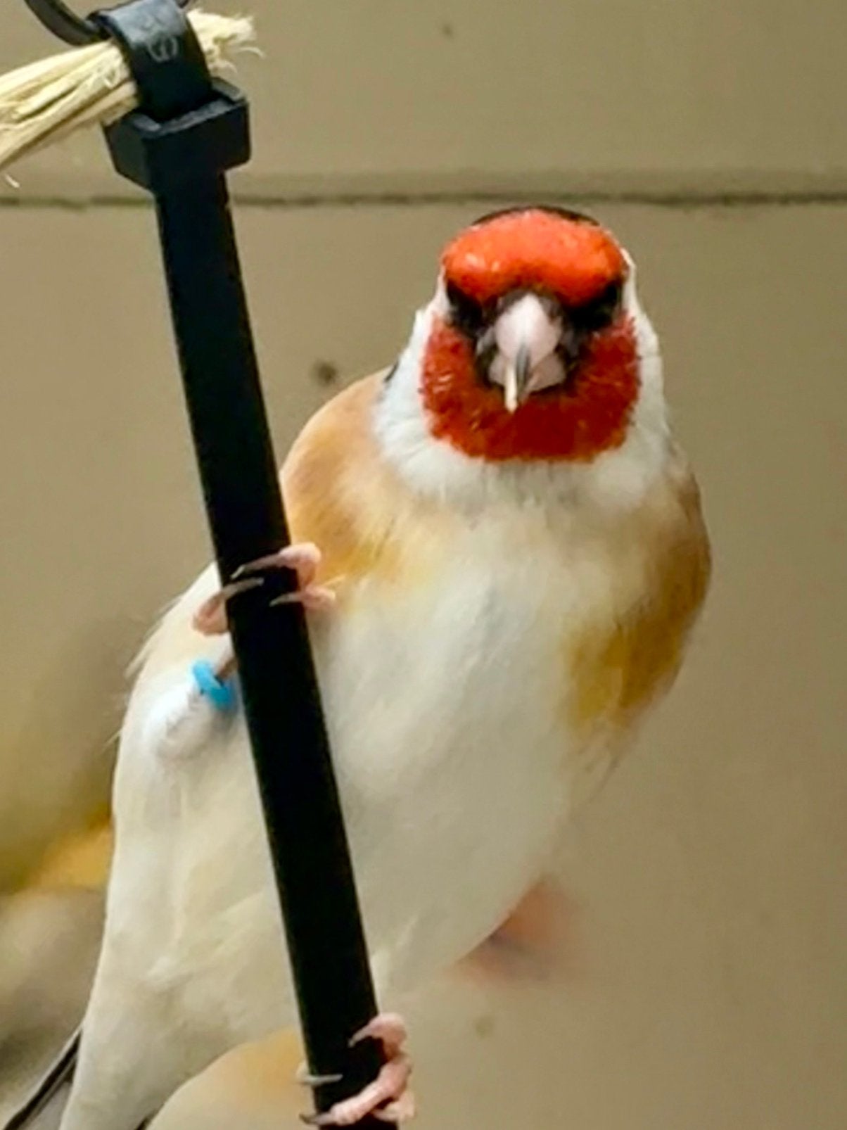 Putter, Dieren en Toebehoren, Mannelijk, Wildzangvogel