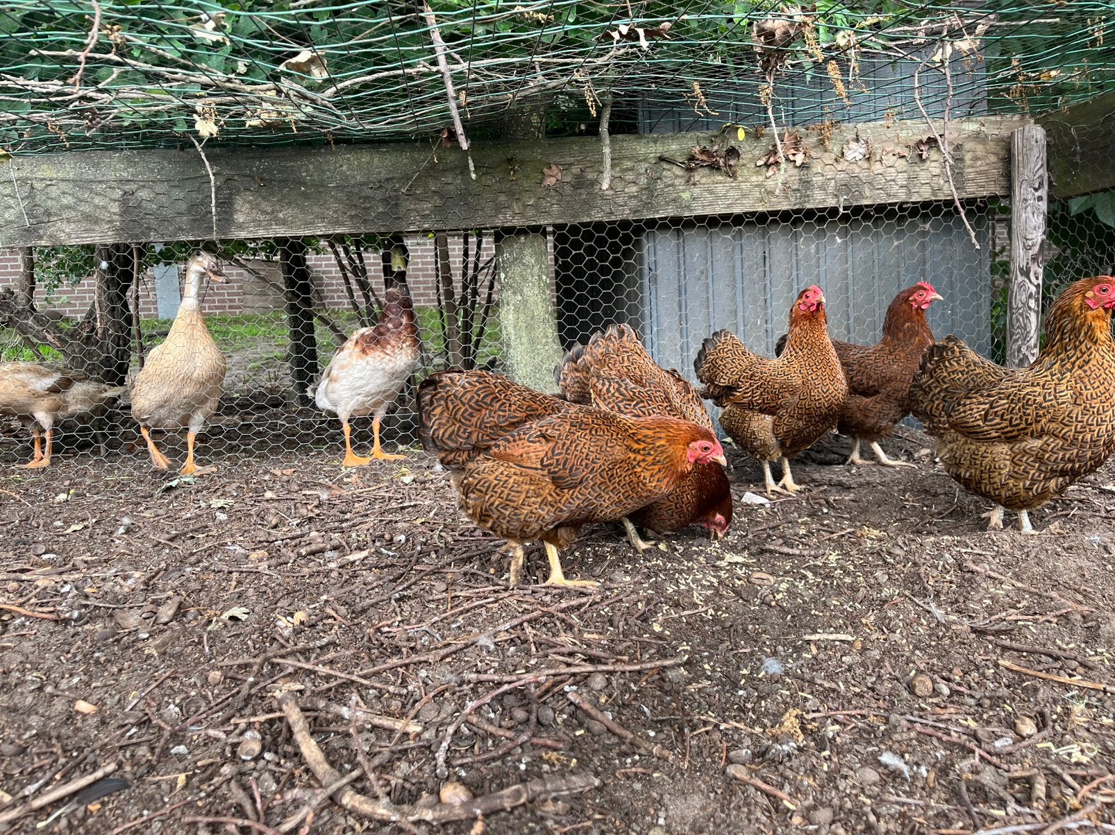 5 prachtige wyandotte kippen met haan, Dieren en Toebehoren, Pluimvee, Meerdere dieren, Kip