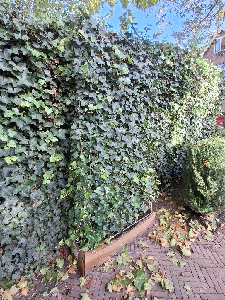 Kant & klaar haag Hedera hibernica 180 x 100 cm, Ophalen, Vaste plant, Bloeit niet, Halfschaduw