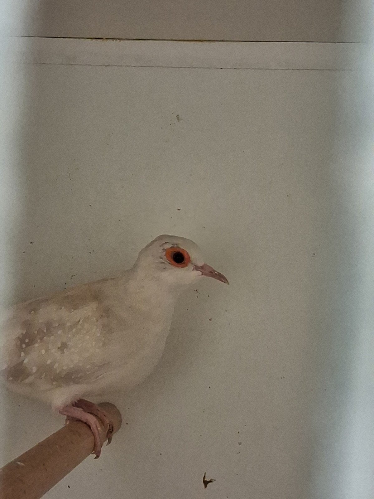 Mooi koppel Diamantduifjes Topaas witstuit bruin, Dieren en Toebehoren, Vogels | Kanaries, Meerdere dieren