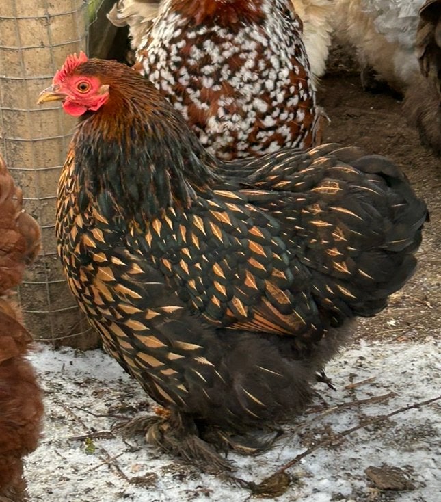 Cochin kriel duo, Dieren en Toebehoren, Meerdere dieren, Kip