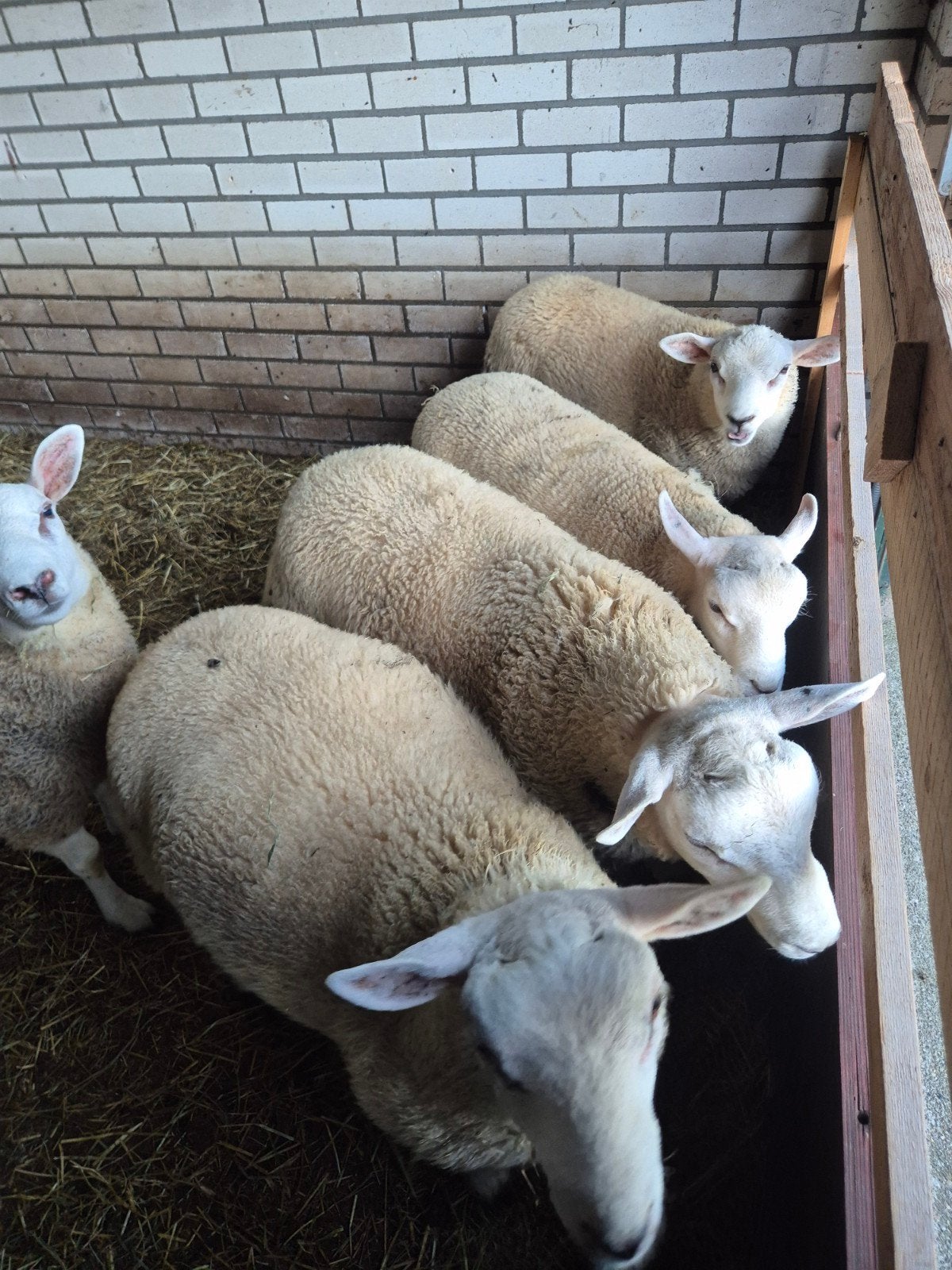 6 Swifter texelaar rammen lammeren, Mannelijk, Schaap