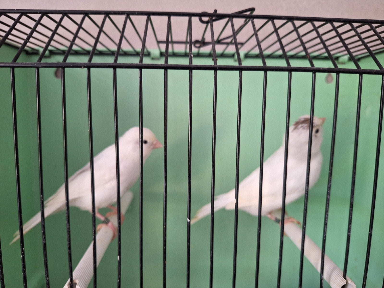 Witte kanaries jong en overjarige vogels allen geringd, Meerdere dieren, Kleurkanarie