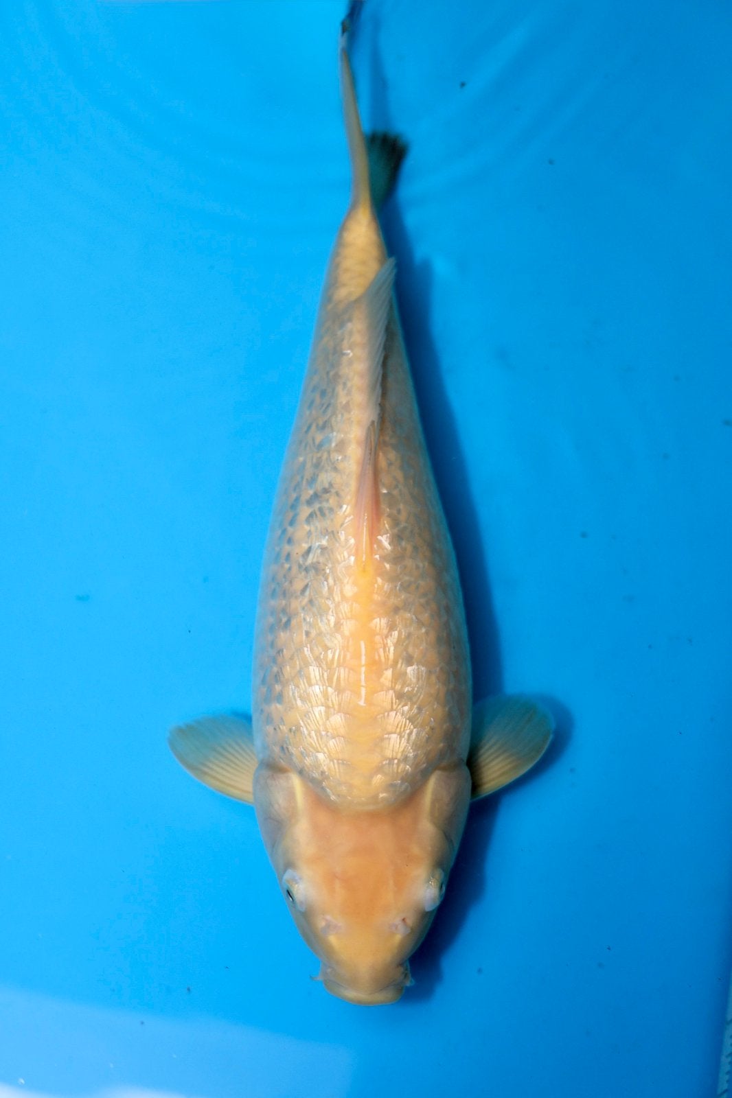 Ginrin karashigoi koi, Karper of Koi