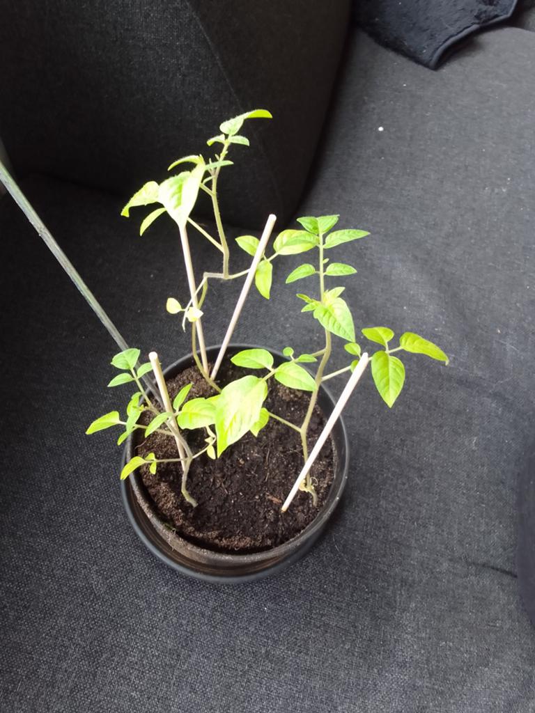 Cherry tomaten plantjes, Ophalen, Volle zon
