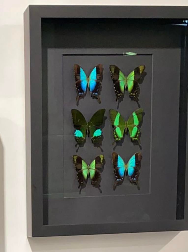 Shadow box - 3d schilderij, Antiek en Kunst, Ophalen of Verzenden