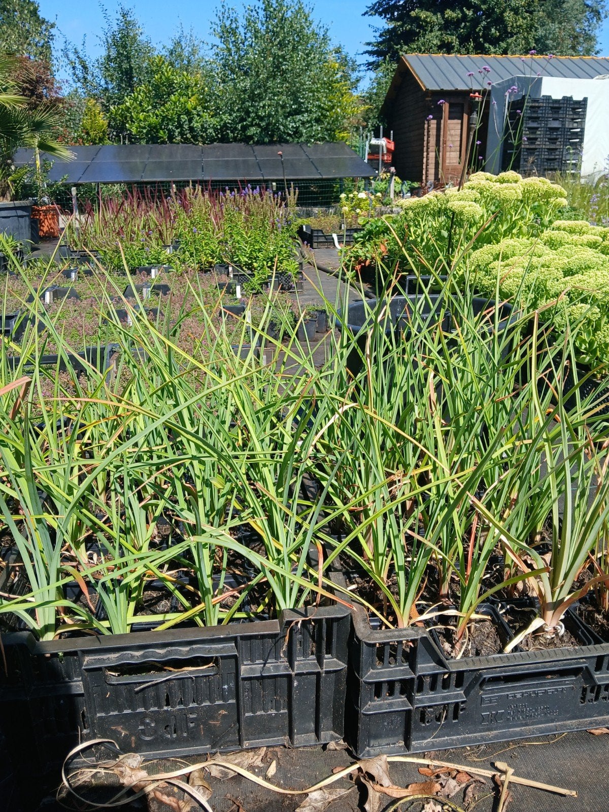 Vuurpijl (Kniphofia 'Royal Standard') -Prachtige Vaste Plant, Overige soorten, Volle zon, Vaste plant, Ophalen of Verzenden