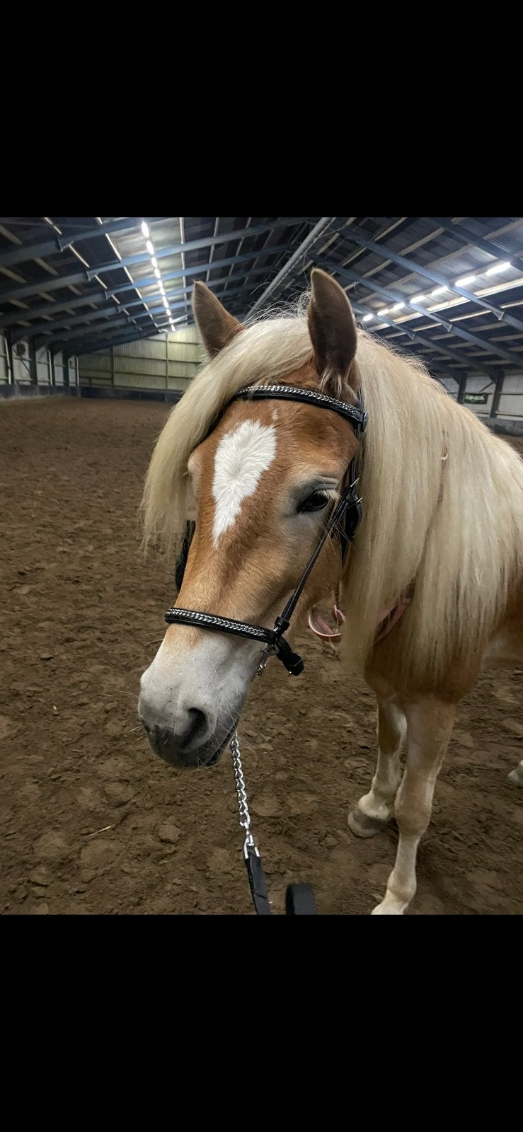 Voorbreng hoofdstel/halster maat cob, Ophalen of Verzenden, Bit, Cob