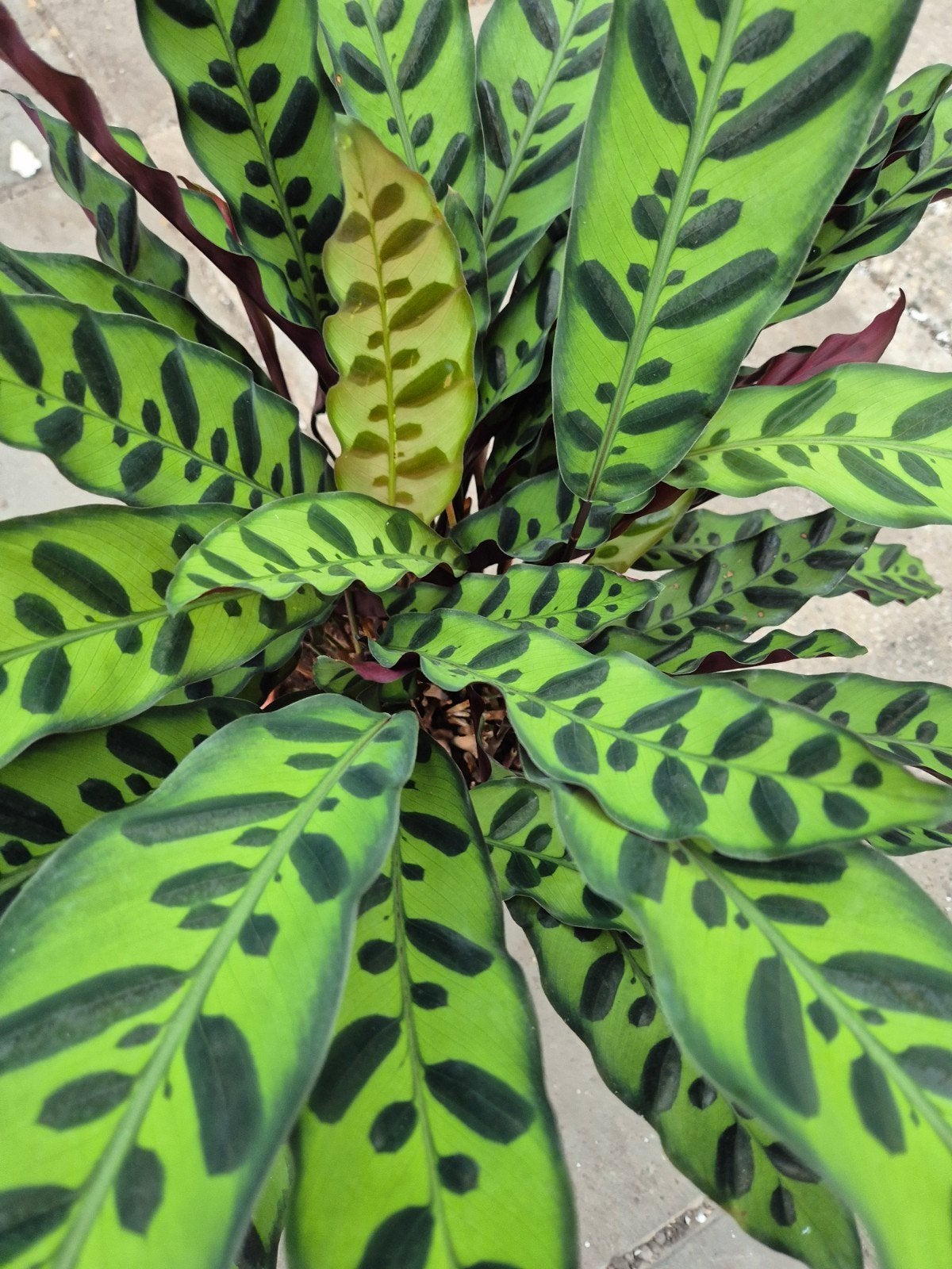 Calathea Lancifolia XL p17, meerdere vergelijkbare exemplare, Huis en Inrichting, Ophalen of Verzenden, Halfschaduw, Minder dan 100 cm