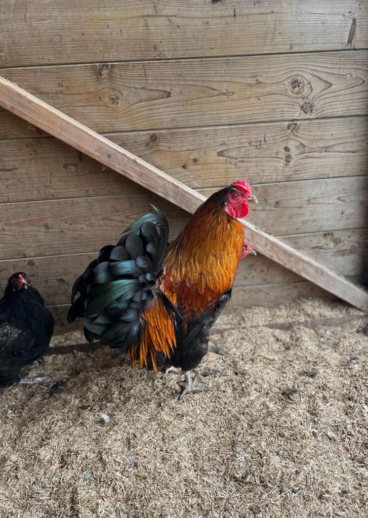 Trio Araucana kippen., Dieren en Toebehoren, Meerdere dieren, Kip