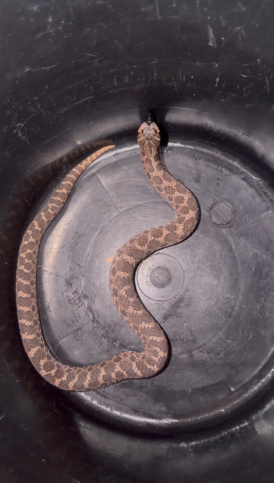 0.1 sable het coral (lav albino), Slang, 0 tot 2 jaar