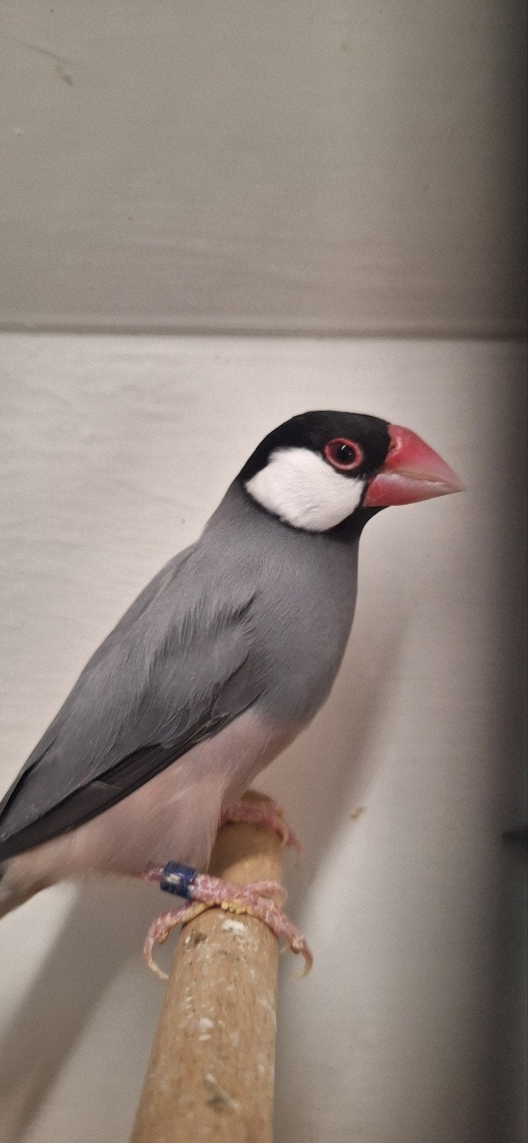 Tk mooie koppeltjes Rijstvogels onverwant, Dieren en Toebehoren, Meerdere dieren, Tropenvogel, Geringd