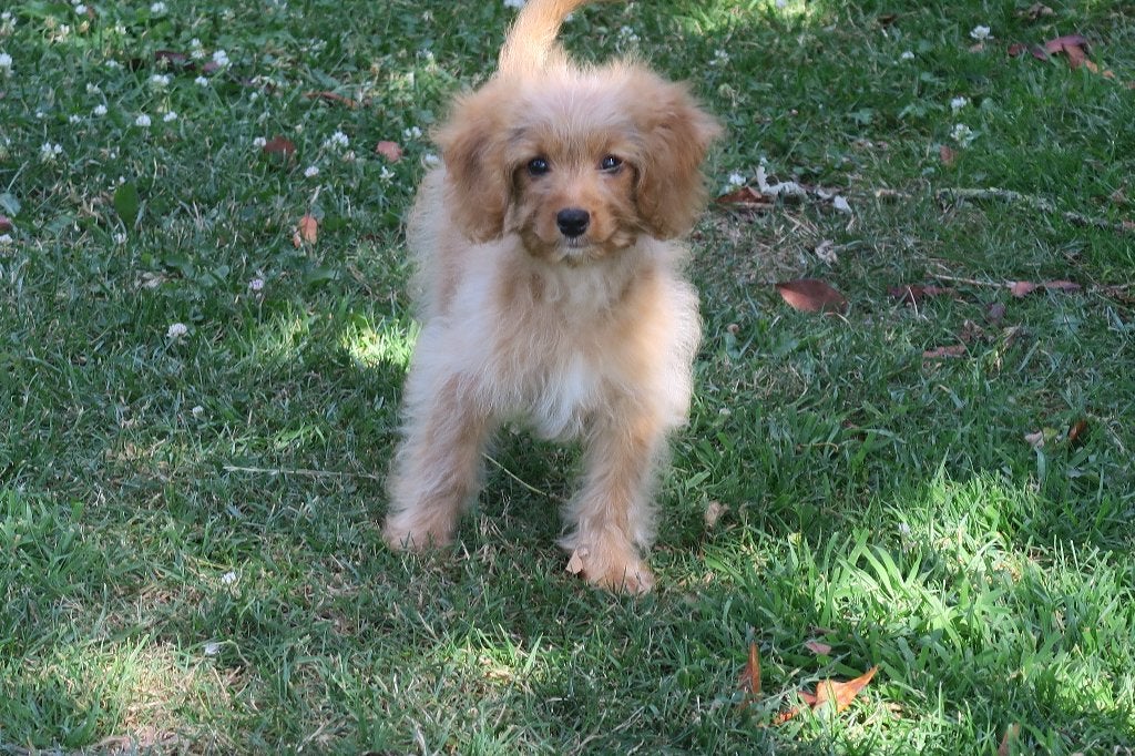 Cavapoo pups ( Cavalier King Charles Spaniel x dwerg Poedel, Dieren en Toebehoren, Parvo, Nederland, 8 tot 15 weken, Meerdere