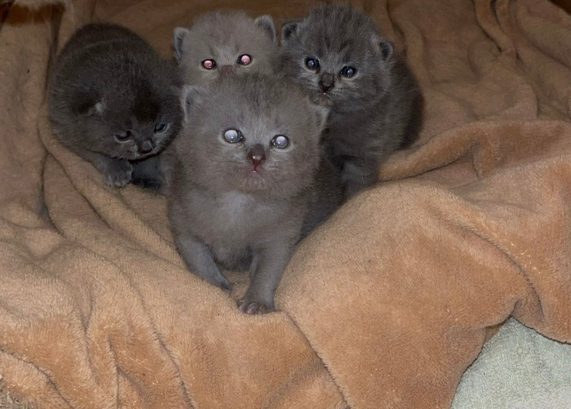 Britse korthaar kittens te koop( raszuiver), Dieren en Toebehoren, Meerdere dieren, Ontwormd, 0 tot 2 jaar