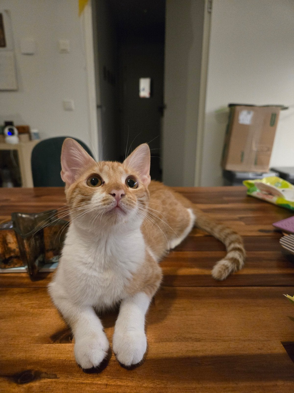 Kitten/Poes Olive is looking for a new home! 

Unfortunately, Poes