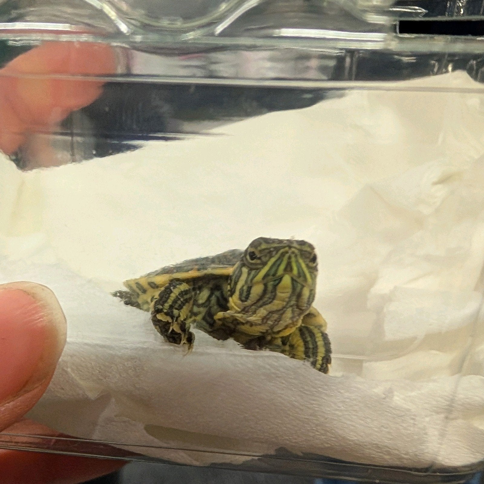 Trachemys venusta waterschildpad Turtle photo 3