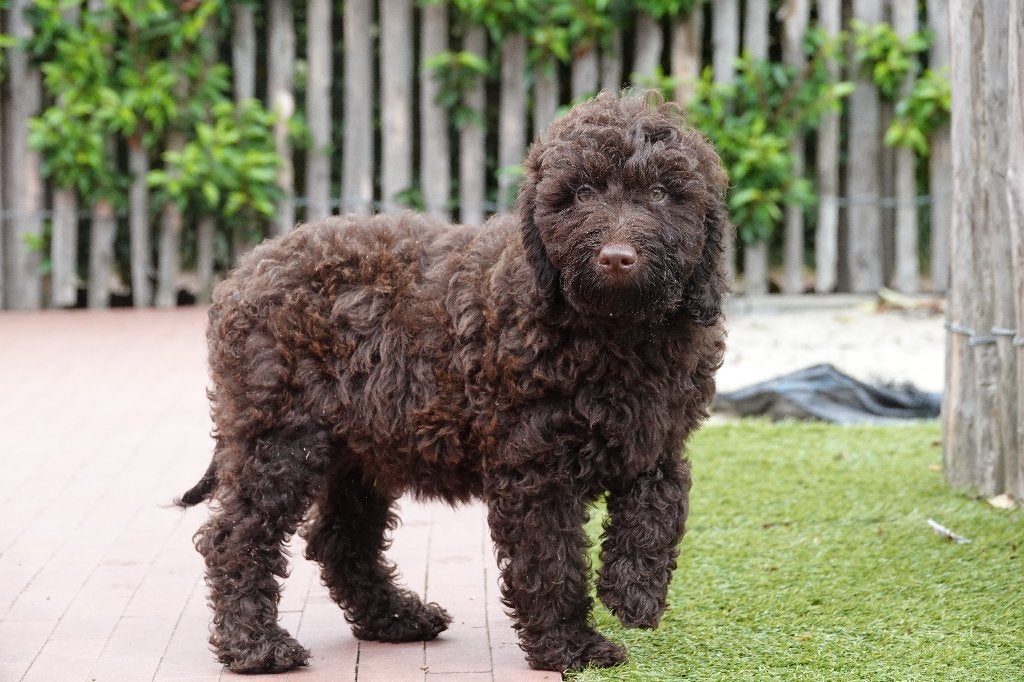 Prachtige Choco Medium Labradoodle pups, met stamboom, België, 15 weken tot 1 jaar, Overige rassen, CDV (hondenziekte)