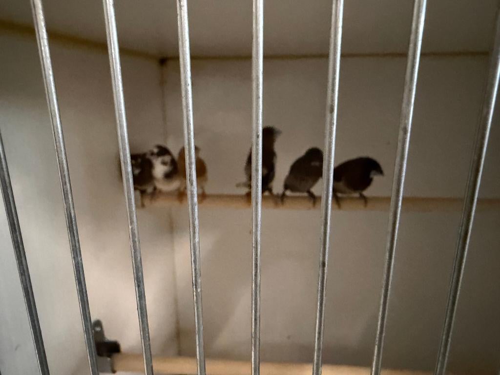 Japanse Meeuw meerdere dieren, Dieren en Toebehoren, Meerdere dieren, Tropenvogel