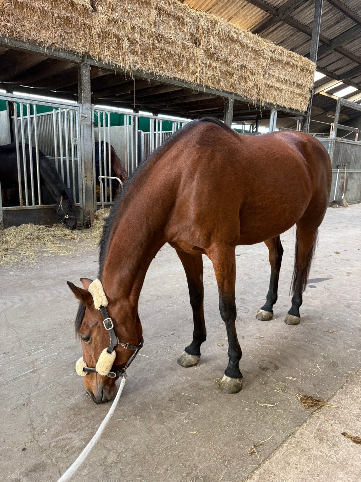 Halfpension/ doe het zelf stal gezocht!, Dieren en Toebehoren, Stalling, 1 paard of pony