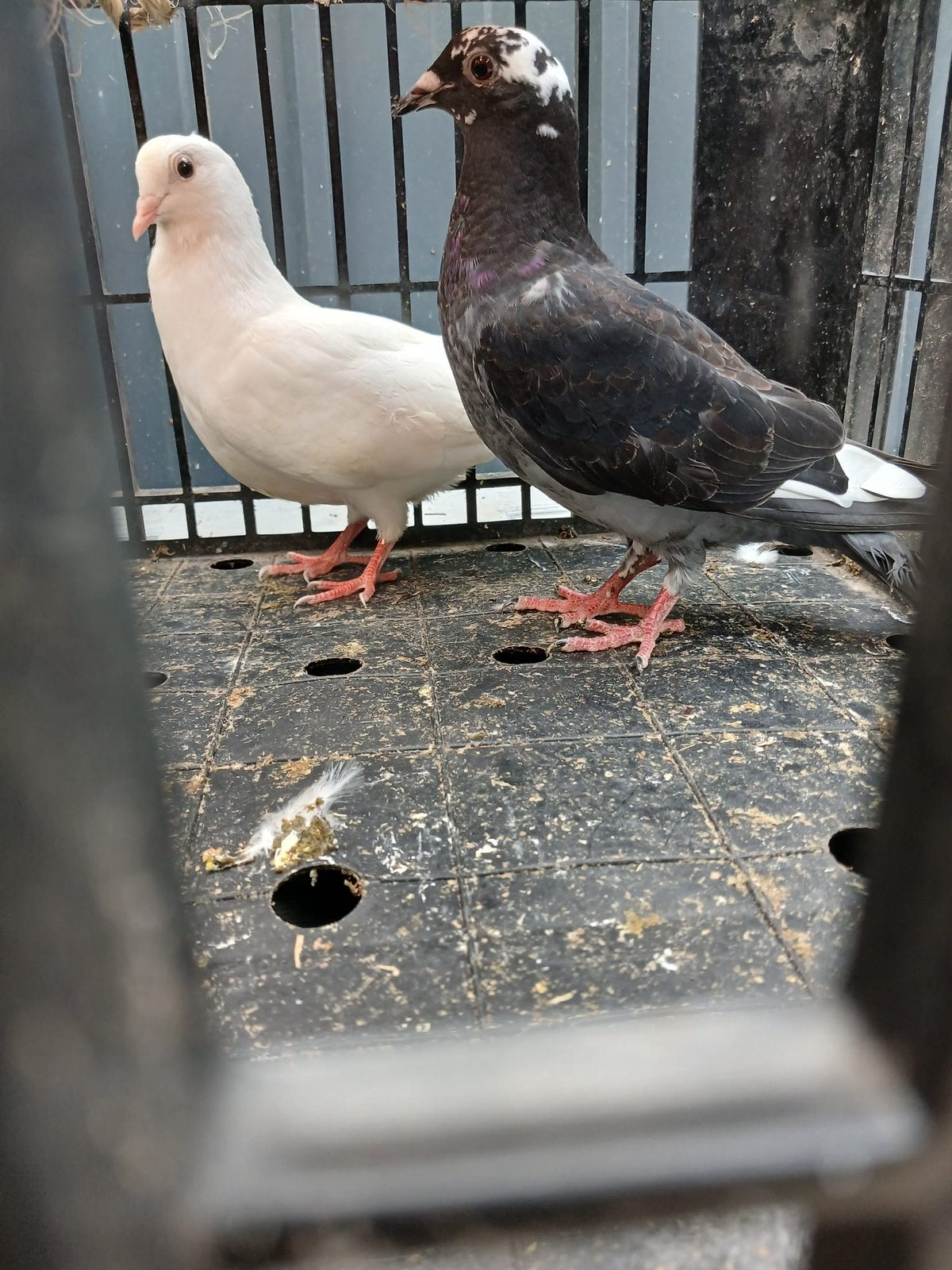 2 jonge duiven, Dieren en Toebehoren, Vogels | Duiven, Meerdere dieren, Postduif