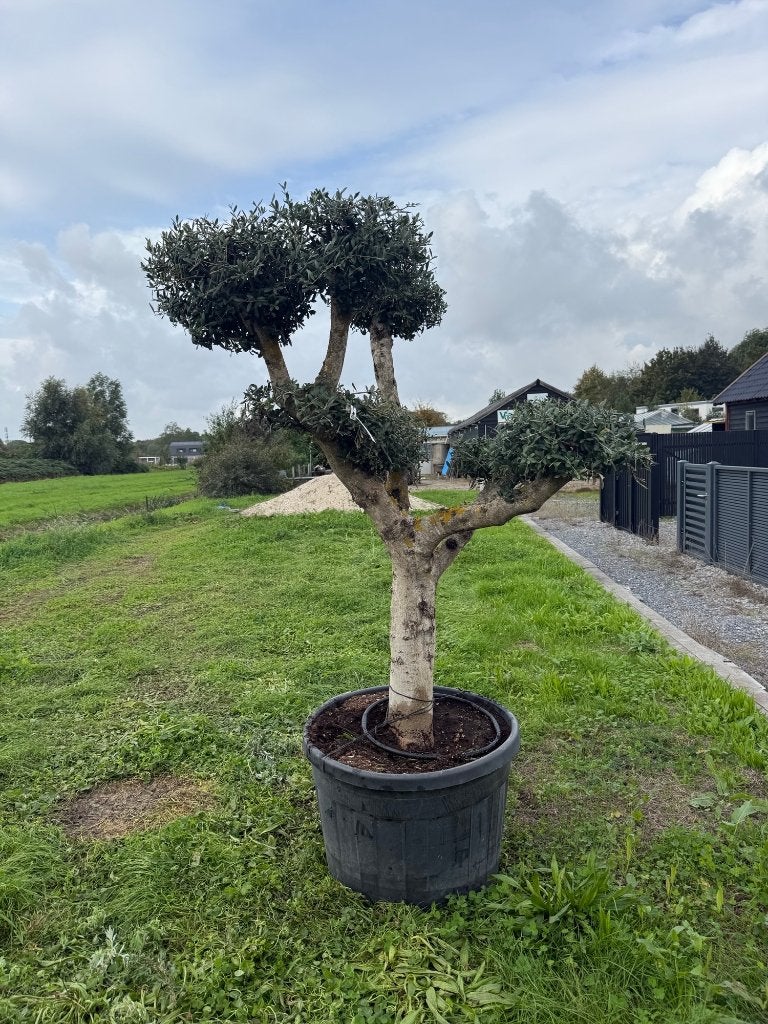 olijf pon pon Mediterrane sfeer, Ophalen of Verzenden, Lente, 100 tot 250 cm, Olijfboom