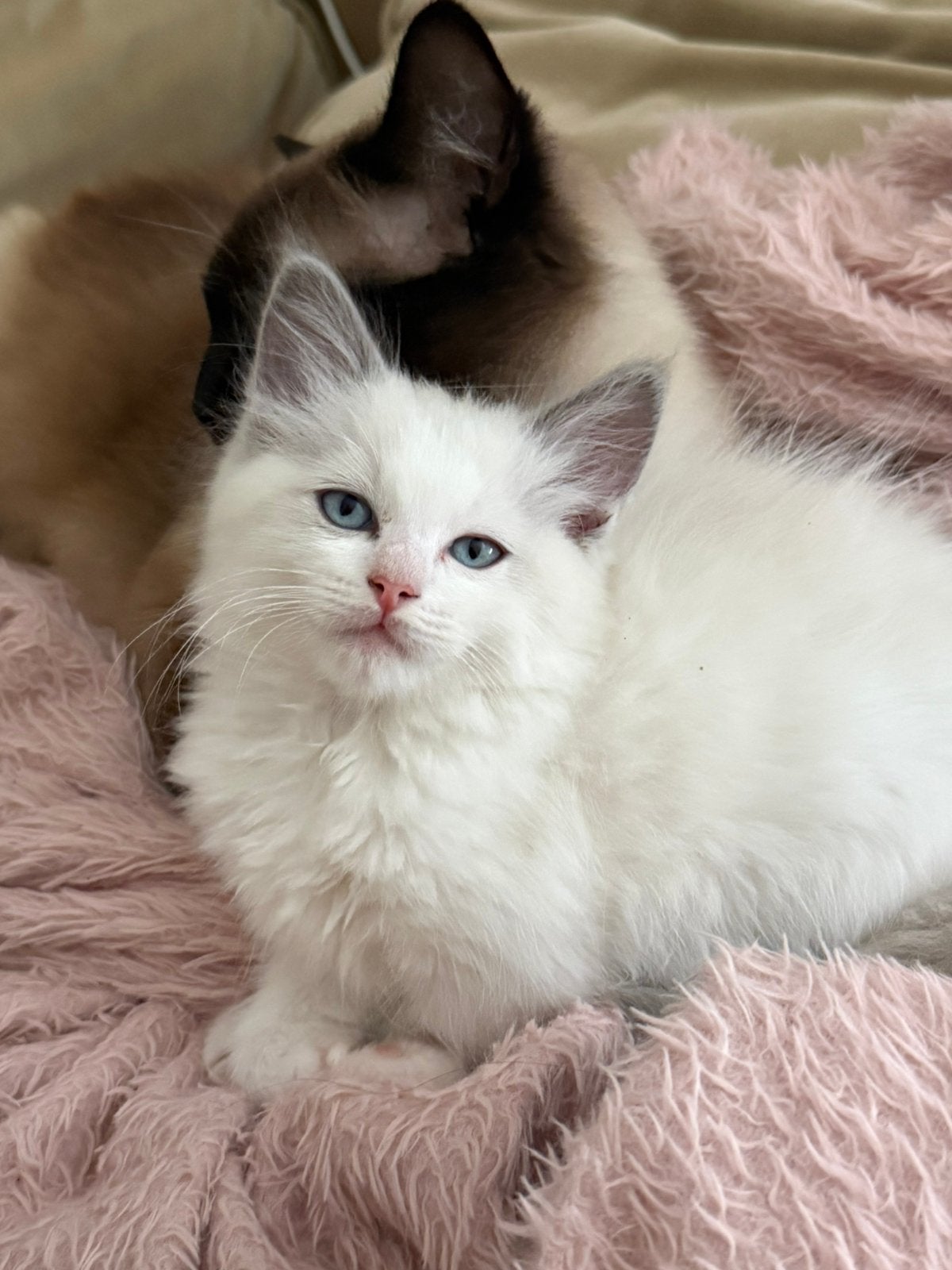 Prachtige Ragdolls raszuiver, Dieren en Toebehoren, Kater, Ontwormd, 0 tot 2 jaar