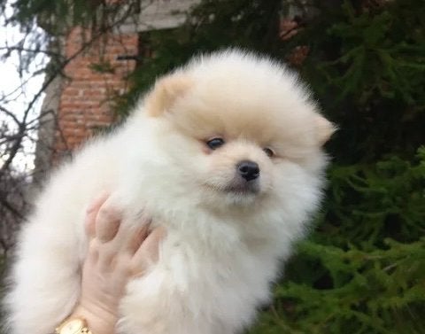 3 Schattige Pomeraniaan pups / 2 Franse bulldogs, Dieren en Toebehoren, Honden | Niet-rashonden, 8 tot 15 weken, Meerdere, Meerdere dieren