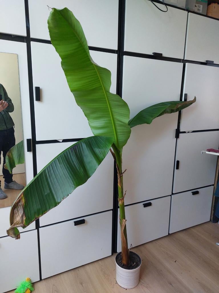 Musa basjoo bananenboom / bananenplant, Tuin en Terras, Ophalen, Overige soorten, Volle zon
