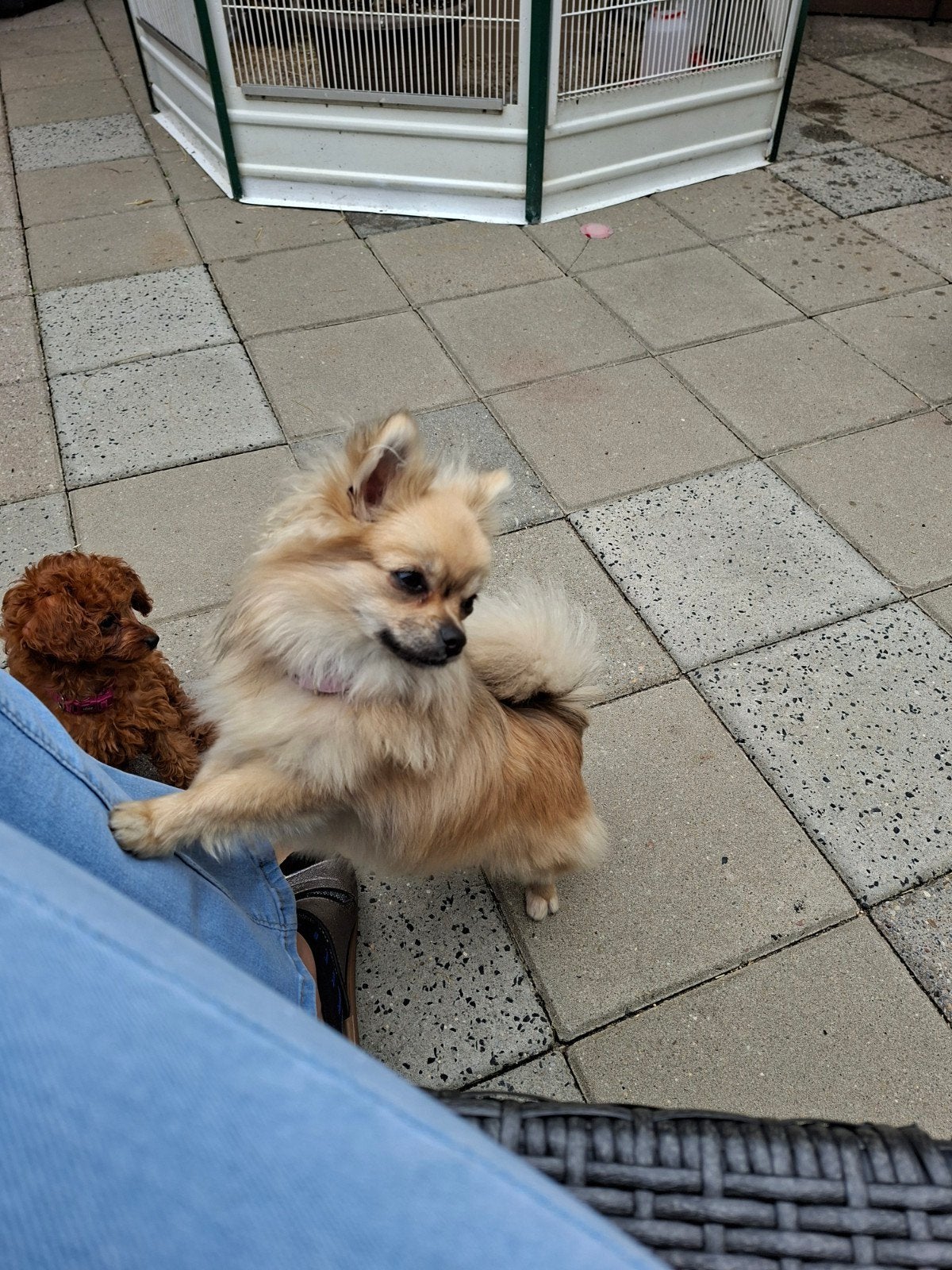 chihuahua/pomeriaan teefje 1800 gr, Dieren en Toebehoren, Parvo, 15 weken tot 1 jaar, Teef, Eén hond