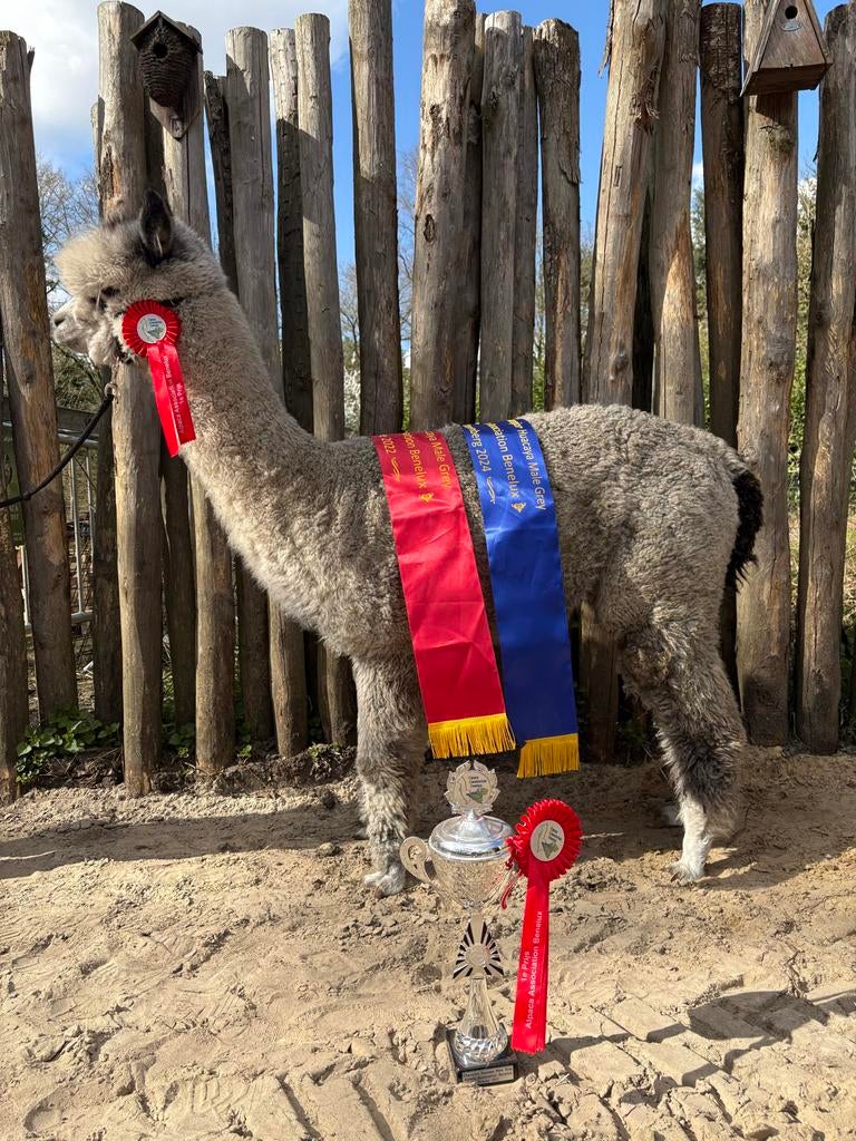 Grijze alpaca dekhengst, Dieren en Toebehoren, Mei