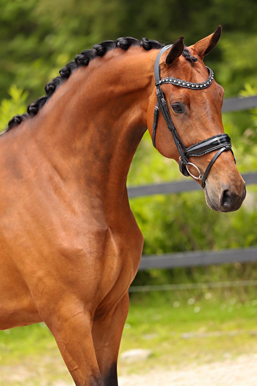 Stoere en bewerkbare 5 jarige merrie!, Merrie, Dressuurpaard, 3 tot 6 jaar