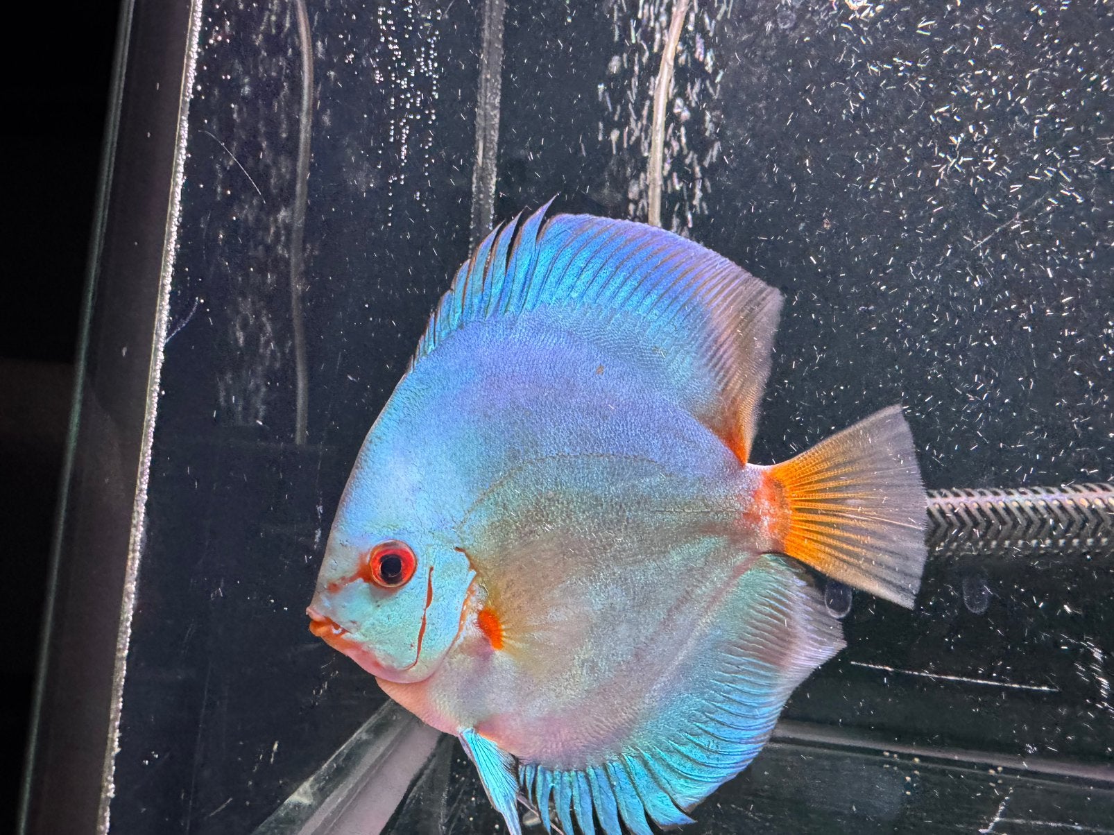 4x Europese Discusvissen (Stöcker) Blue Diamond, Dieren en Toebehoren, Vissen | Aquariumvissen, Vis, Zoetwatervis, Schoolvis