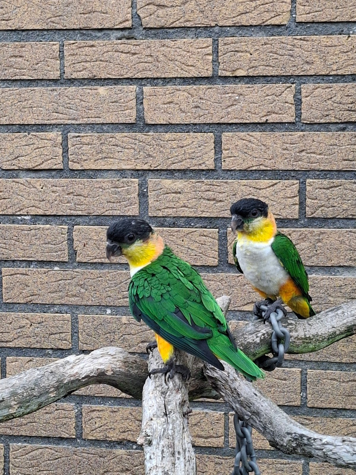 Zwartkop  Caique, Meerdere dieren, Papegaai, Tam
