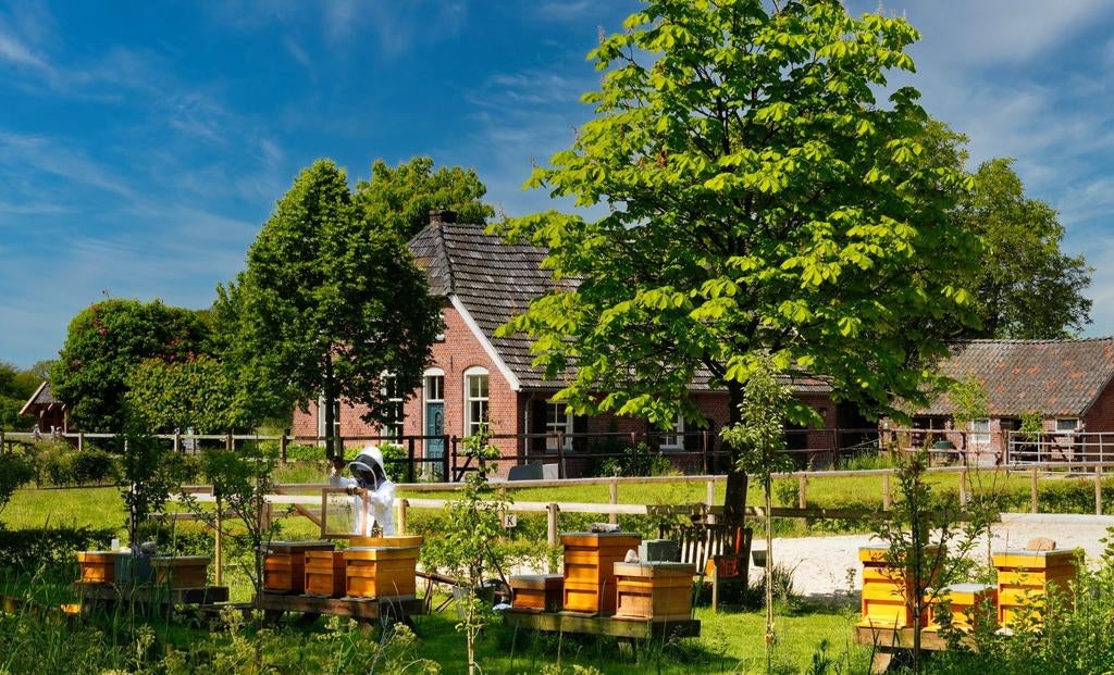 Jonge Buckfast bijenvolken F1, Dieren en Toebehoren, Insecten en Spinnen, Bijen