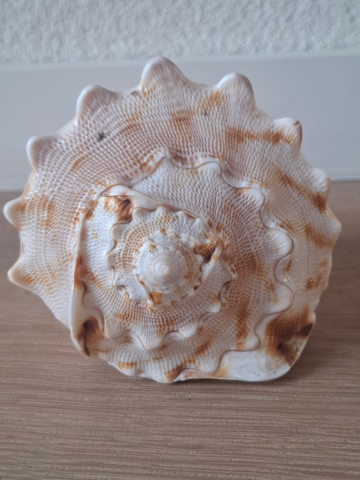 Cassis Cornuta helmschelp - 10x12 cm, Ophalen of Verzenden, Zo goed als nieuw