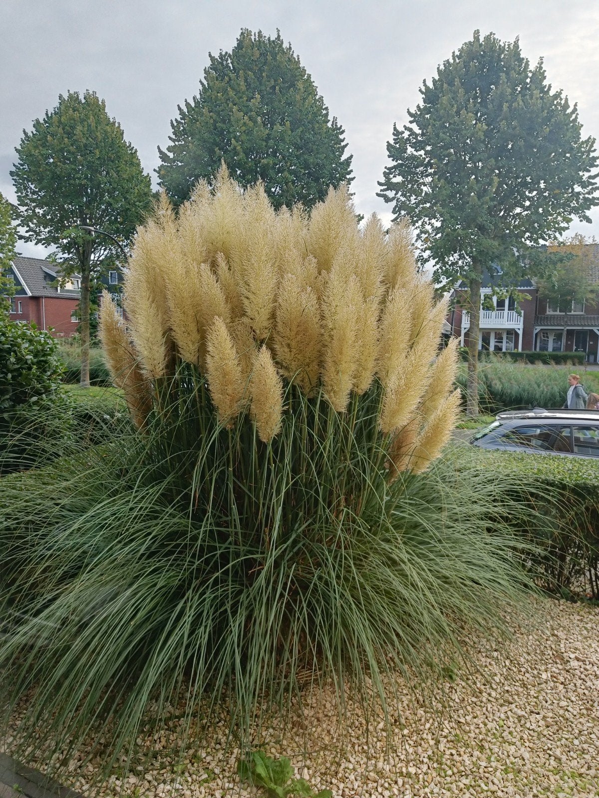 pampas pluimen vers gesneden, Ophalen of Verzenden, Volle zon, Overige soorten