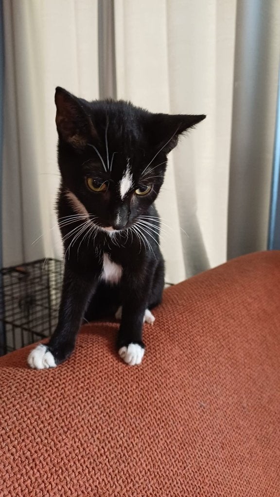 Kittens, Meerdere dieren, Ontwormd, 0 tot 2 jaar