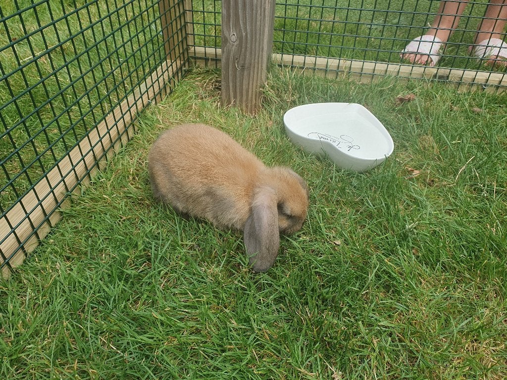 Baby konijntjes hangoor, Mannelijk, Dwerg, Hangoor, 0 tot 2 jaar