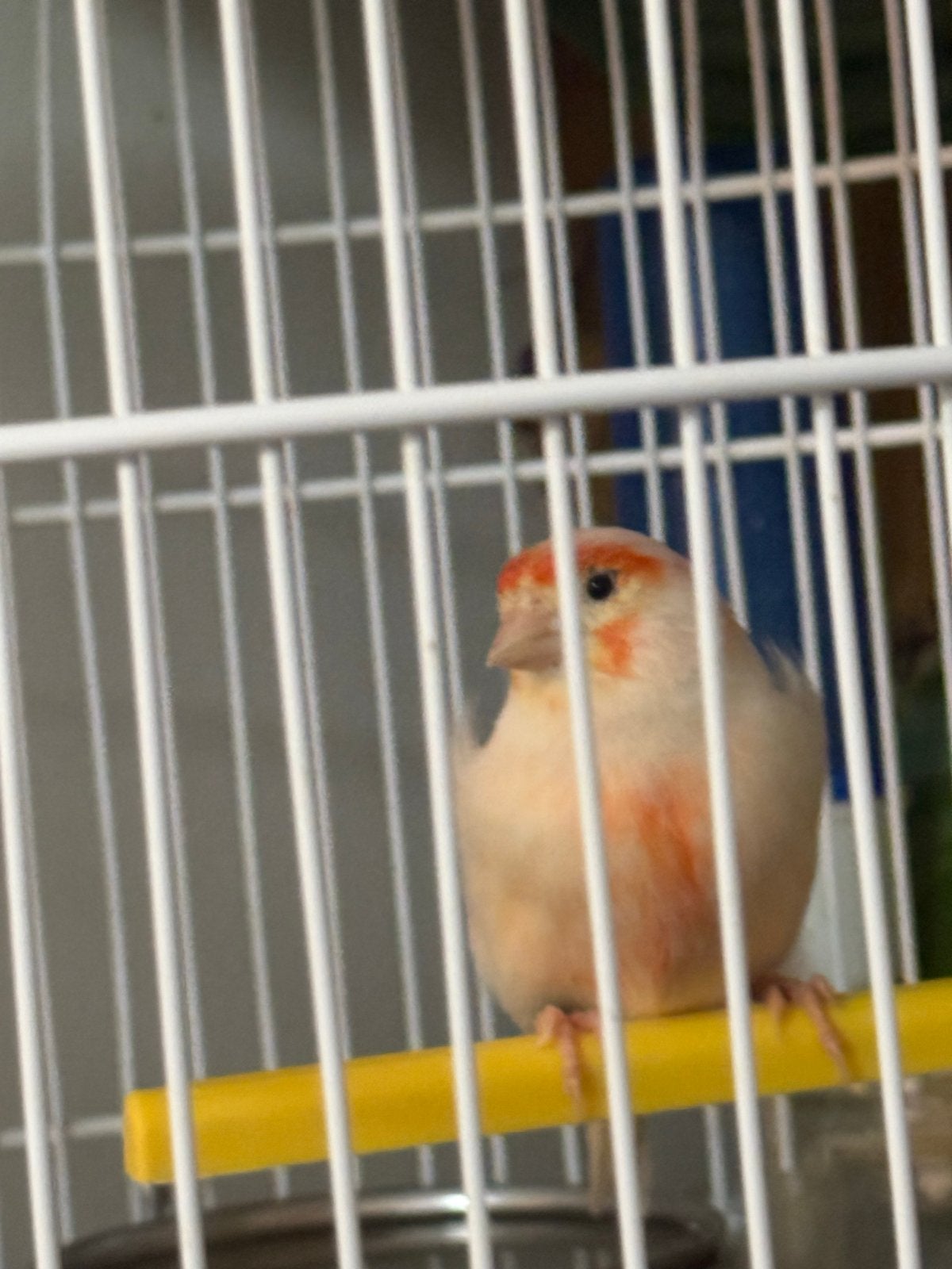 Kanarie te koop, Dieren en Toebehoren, Vogels | Kanaries, Zangkanarie, Mannelijk