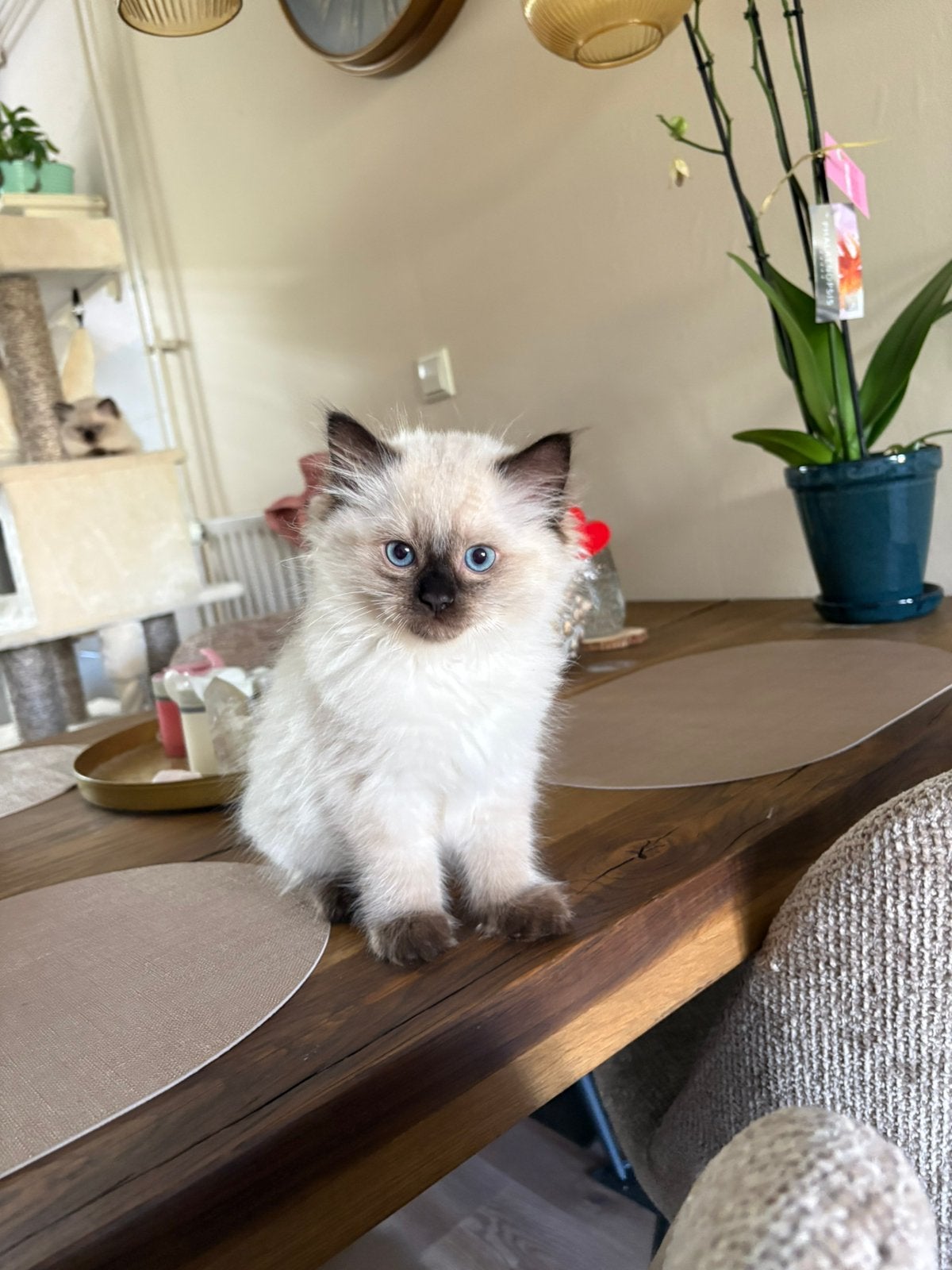 Prachtige Raszuivere ragdoll kittens!nog 2!!!💙, Meerdere dieren, Ontwormd, 0 tot 2 jaar