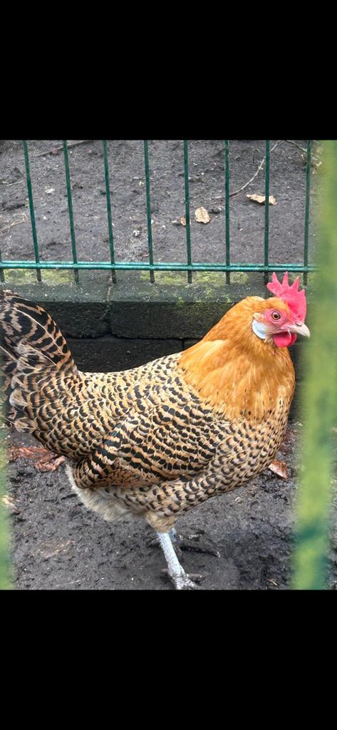 Broedeieren friese hoen goudpel, Geslacht onbekend, Kip