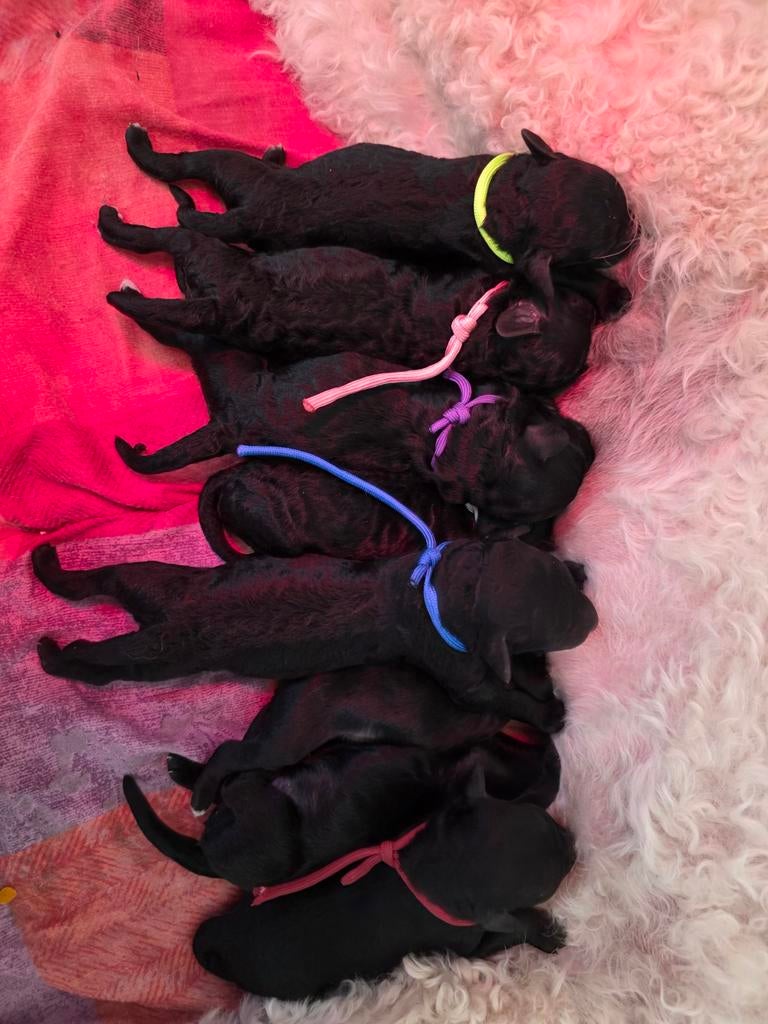 Goldendoodle X Australian Labradoodle nest aankondiging, Parvo, 8 tot 15 weken, Meerdere, Meerdere dieren