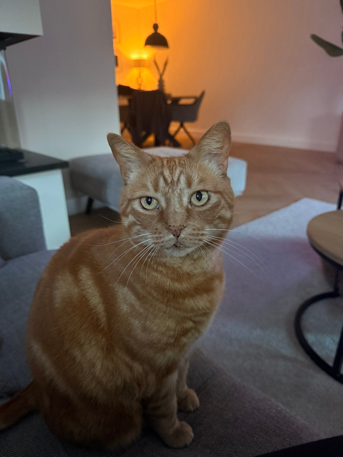 Mila, rode kat, Poes