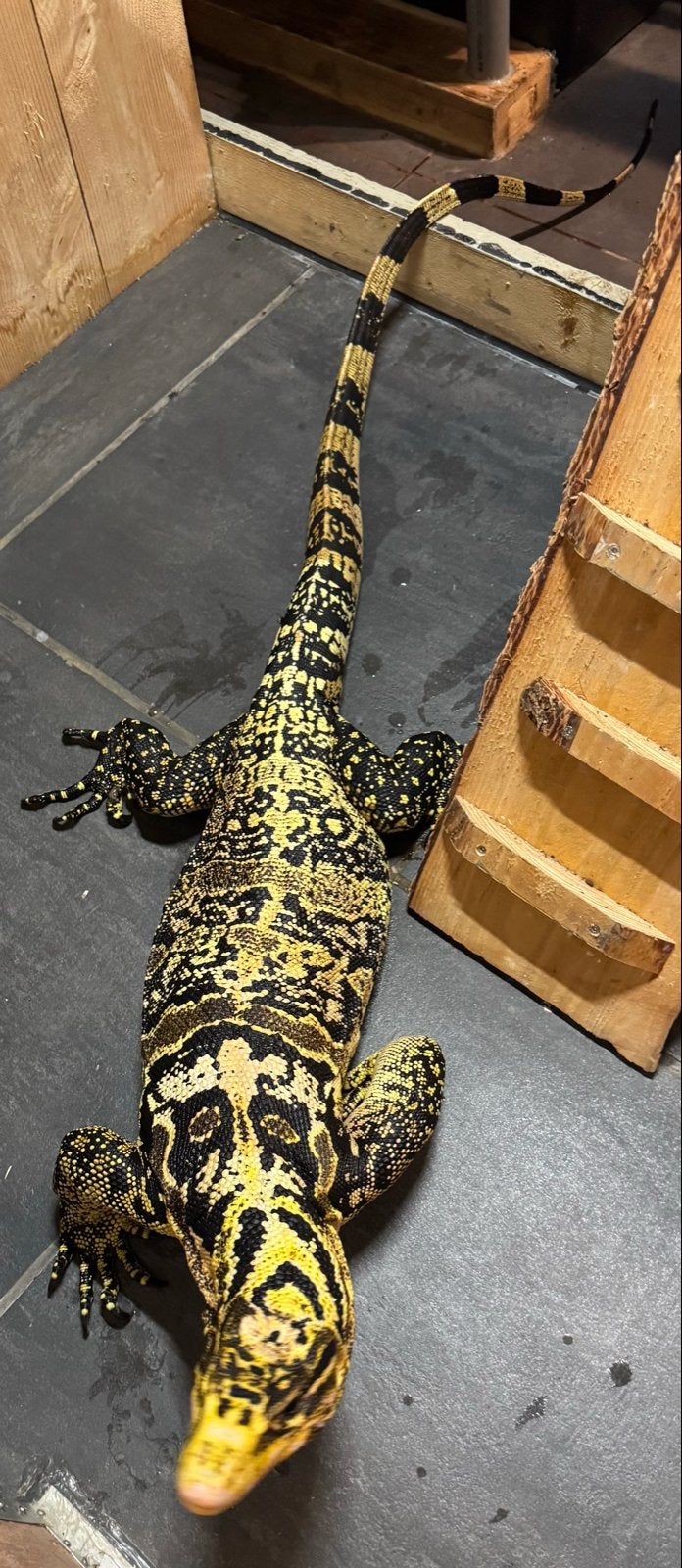Varanus cumingi man NK 2022 Monitor Lizard photo 2