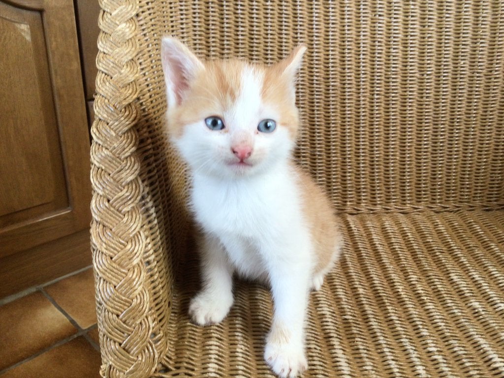 kittens, Dieren en Toebehoren, Meerdere dieren, Ontwormd, 0 tot 2 jaar