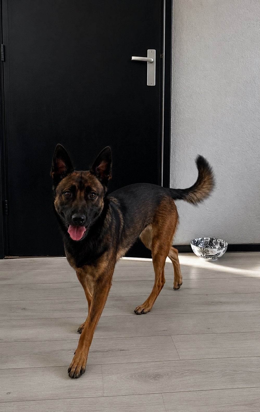 Mechelse herder teefje 2jr, 1 tot 2 jaar, Teef, Parvo, Eén hond