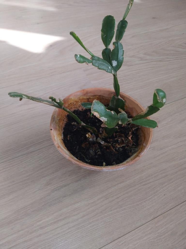 Lidcactus, Huis en Inrichting, Kamerplanten, Ophalen, Halfschaduw