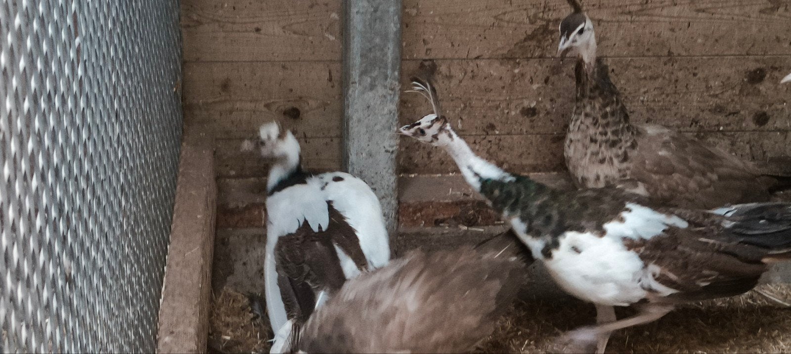 jonge bonte spalding pauwen, Dieren en Toebehoren