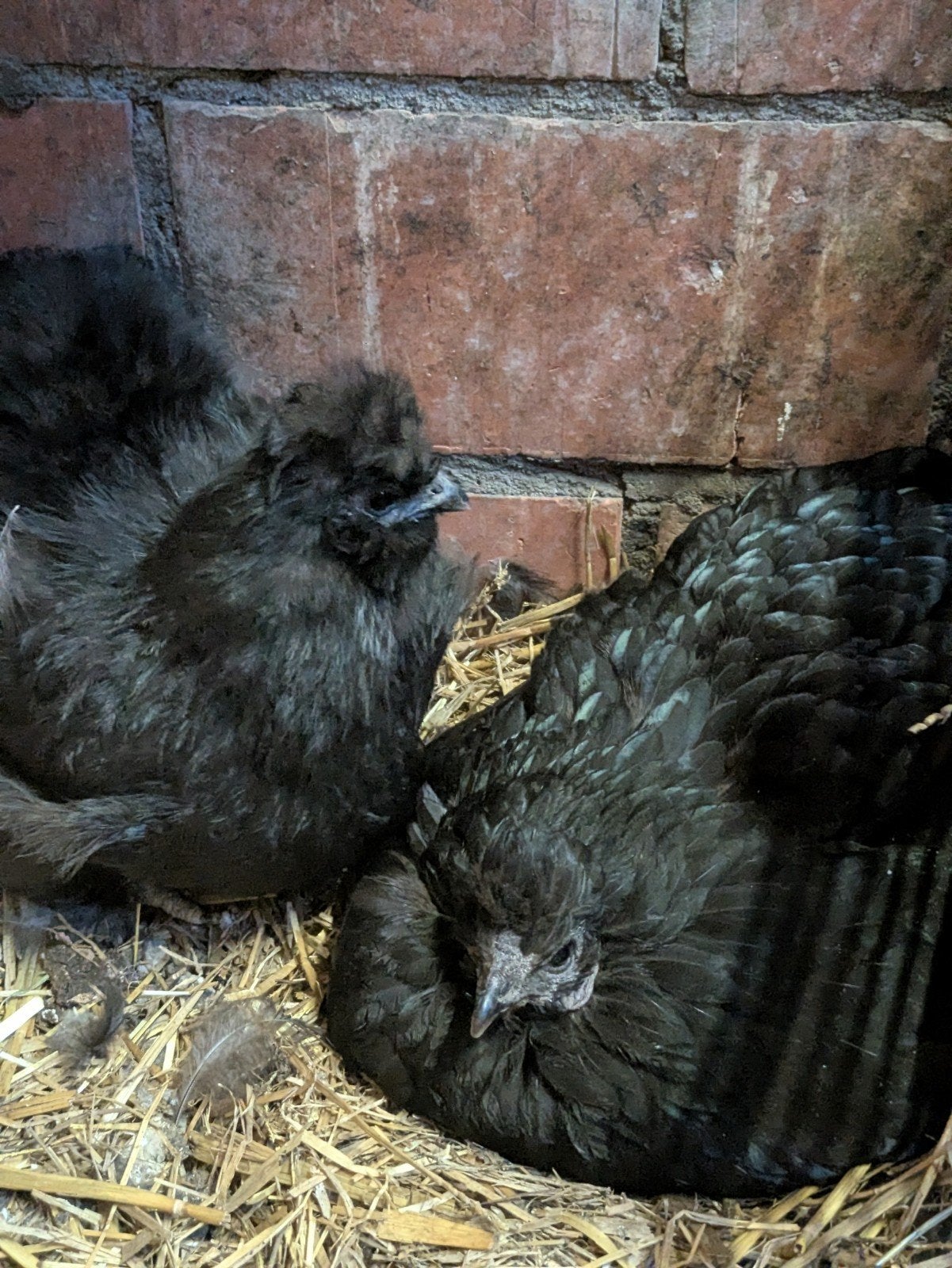 4  zwarte Amerikaanse zijdehoenders, Dieren en Toebehoren, Pluimvee, Vrouwelijk, Kip